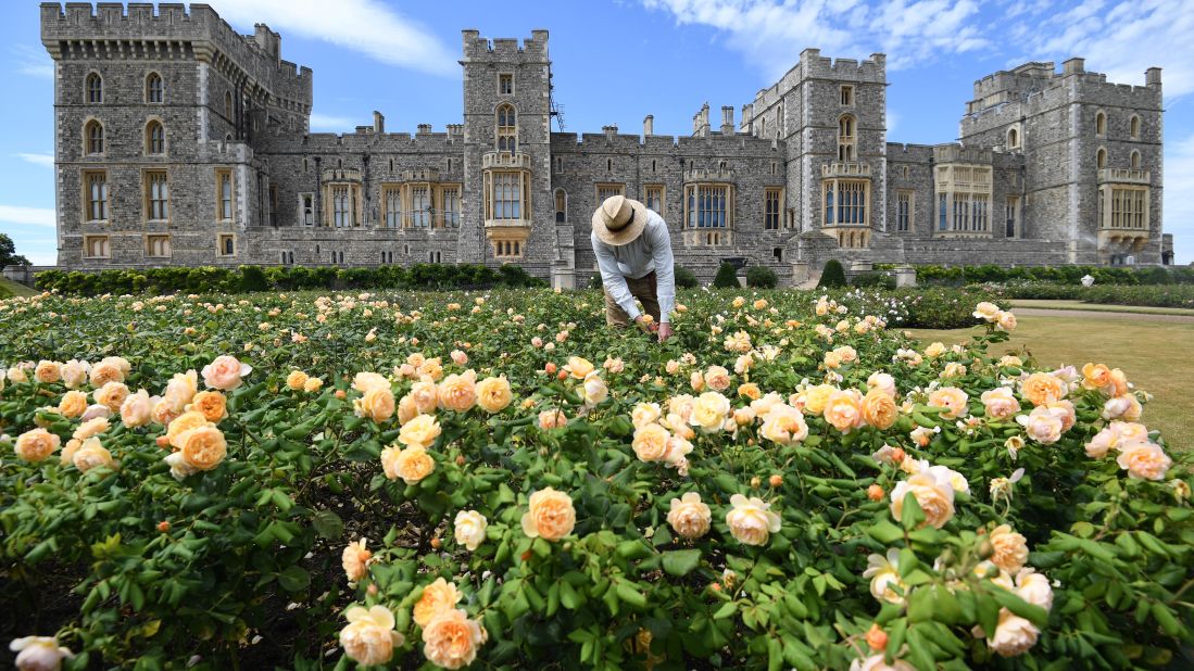 <strong>Windsor, UK:</strong> On August 8, the East Terrace Garden at the royal residence Windsor Castle opened to weekend visitors for the first time in decades. 