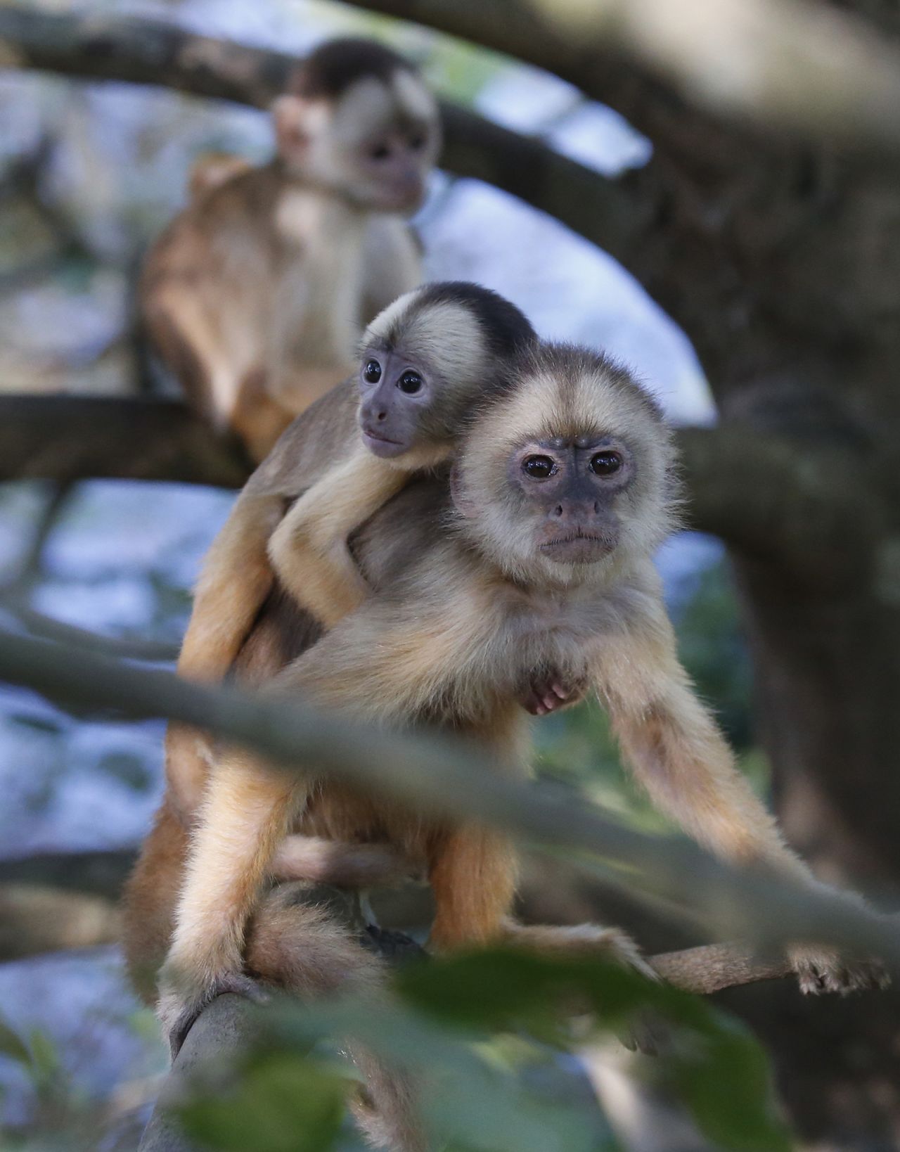 A white-fronted capuchin monkey carries its baby on its back. The monkeys usually live in large groups in the forest and communicate by calling to each other.