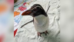 The Perth Zoo has dubbed this rescued rockhopper penguin "Pierre."