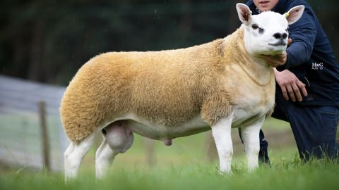 Double Diamond is a Texel sheep that just broke the world record for price sold. 