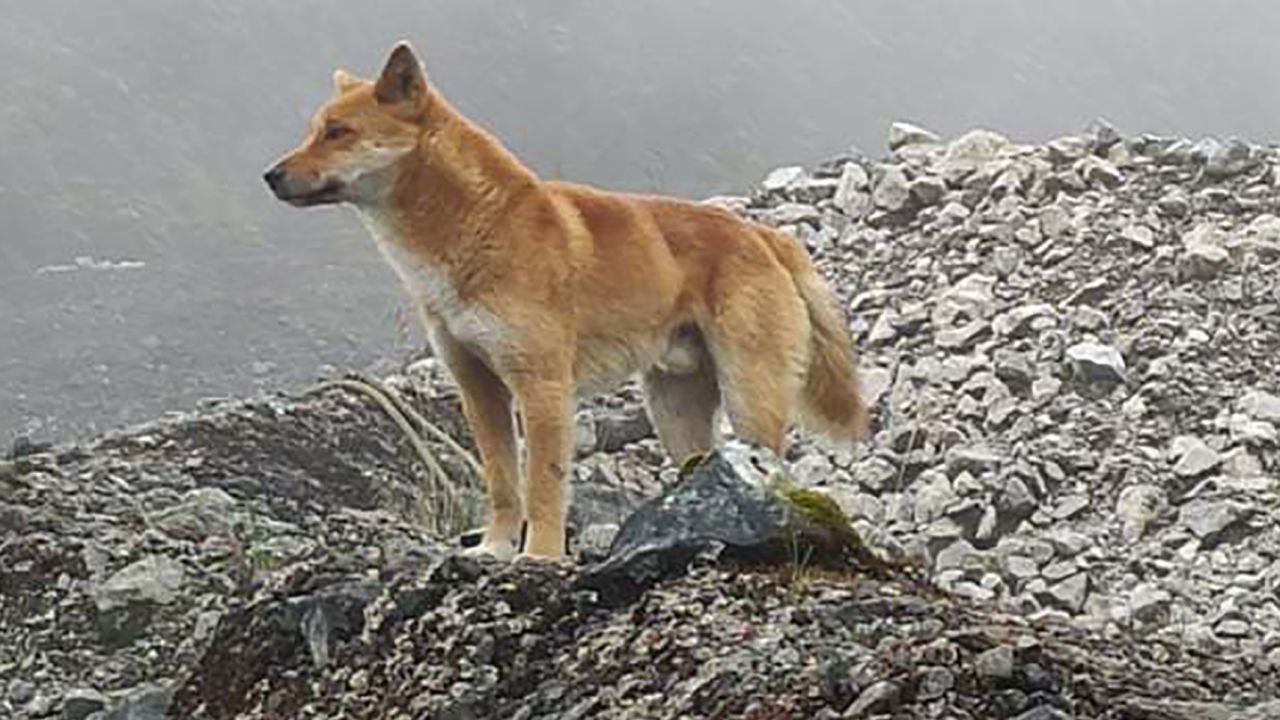 Many feared the New Guinea highland wild dog had become extinct through loss of habitat and mixing with feral village dogs. 