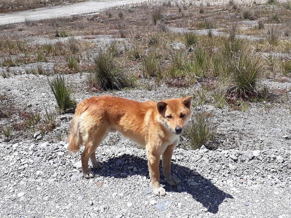 The dogs were rediscovered in 2016 near the Grasberg gold and copper mine in Papua, Indonesia. 
