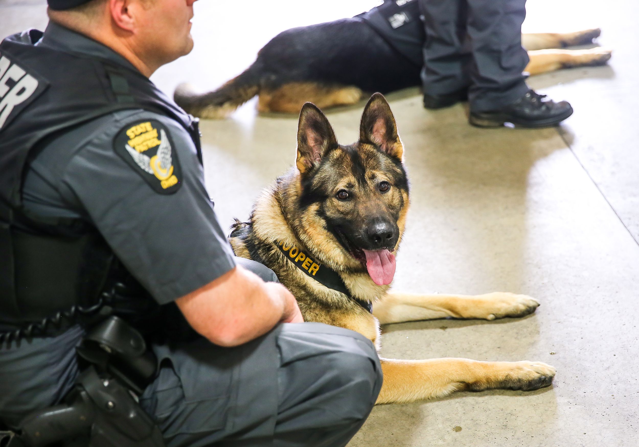 do police dogs wear bulletproof vests