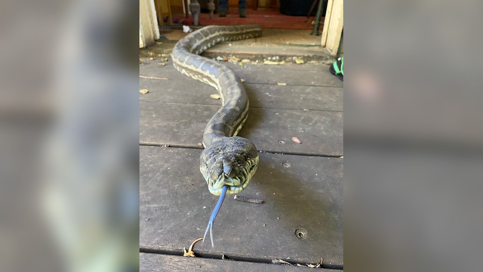 Huge carpet pythons fall through kitchen ceiling in Australia | CNN