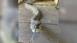 01 brisbane carpet pythons
