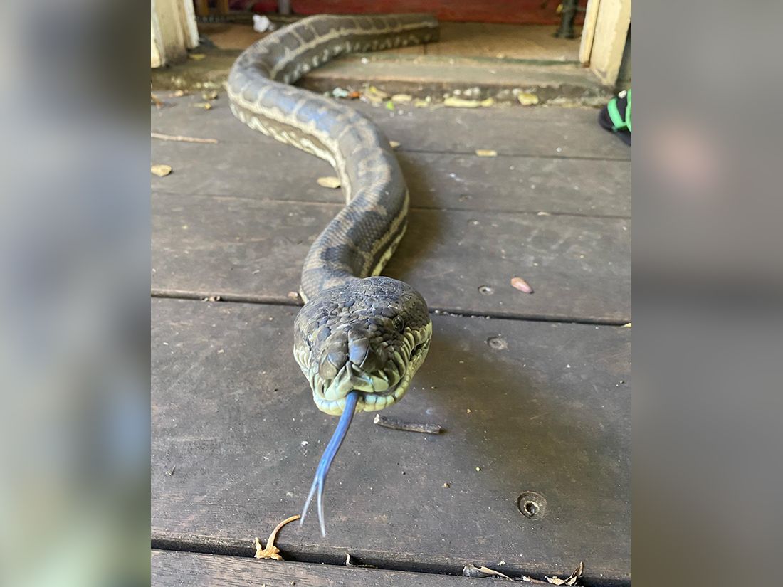 largest-carpet-python-species-www-cintronbeveragegroup