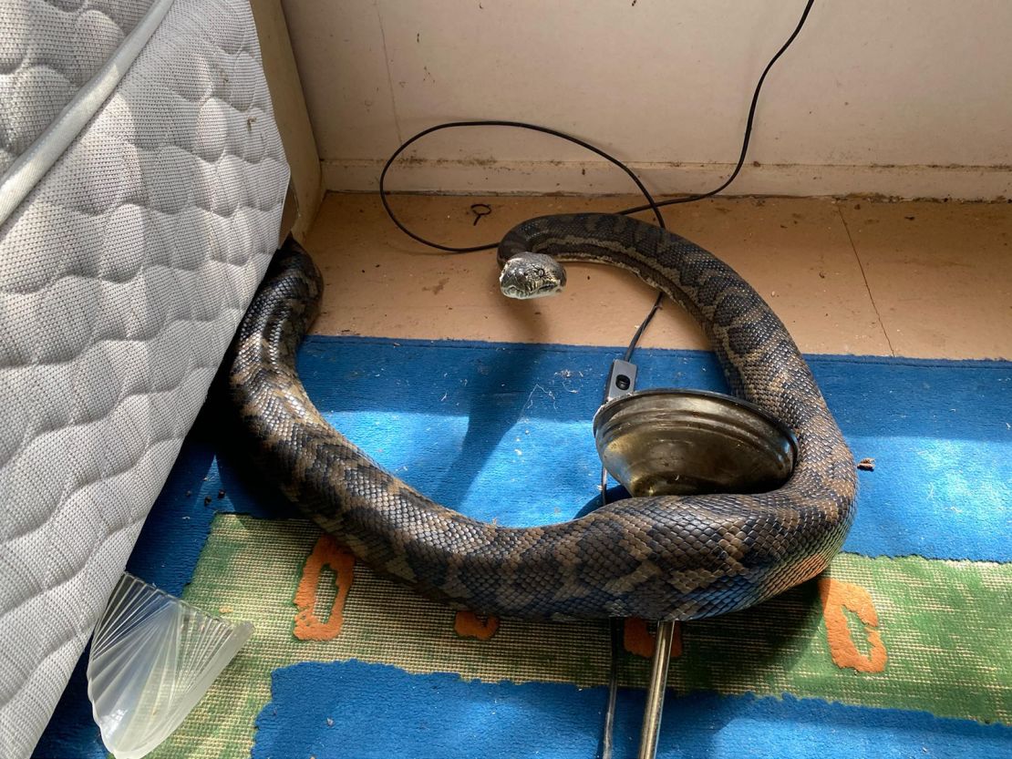 Snake catcher Steven Brown told CNN the pair were "two of the fattest snakes I've seen."