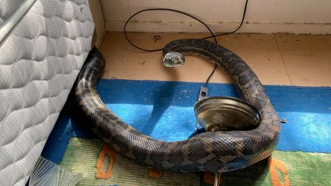 Snake catcher Steven Brown told CNN the pair were "two of the fattest snakes I've seen."