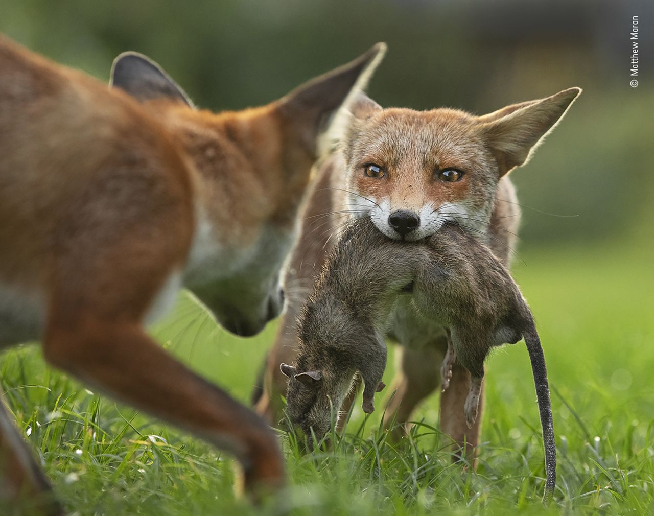 A young fox holds onto a dead brown rat her brother is trying to steal from her.