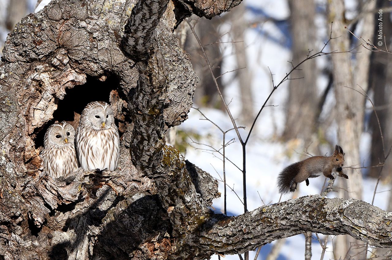 A red squirrel runs away from a pair of Ural owls, which prey on small mammals, on the Japanese island of Hokkaido.
