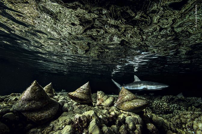 Darkness falls on Fakarava Atoll, in French Polynesia, as molluscs begin to move and a grey reef shark glides past.