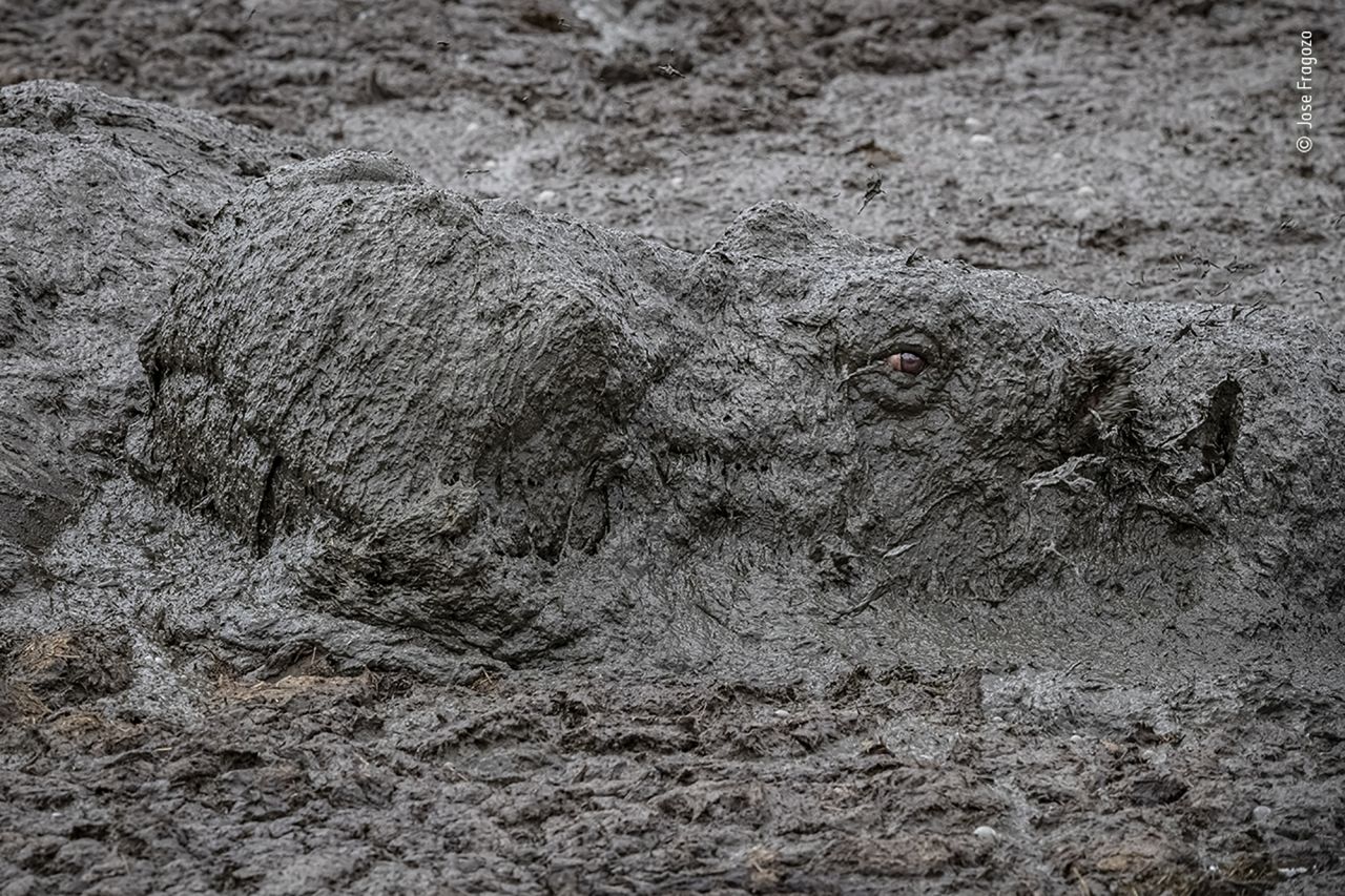 A hippopotamus emerges from the mud to take a breath in Kenya's Maasai Mara National Reserve.