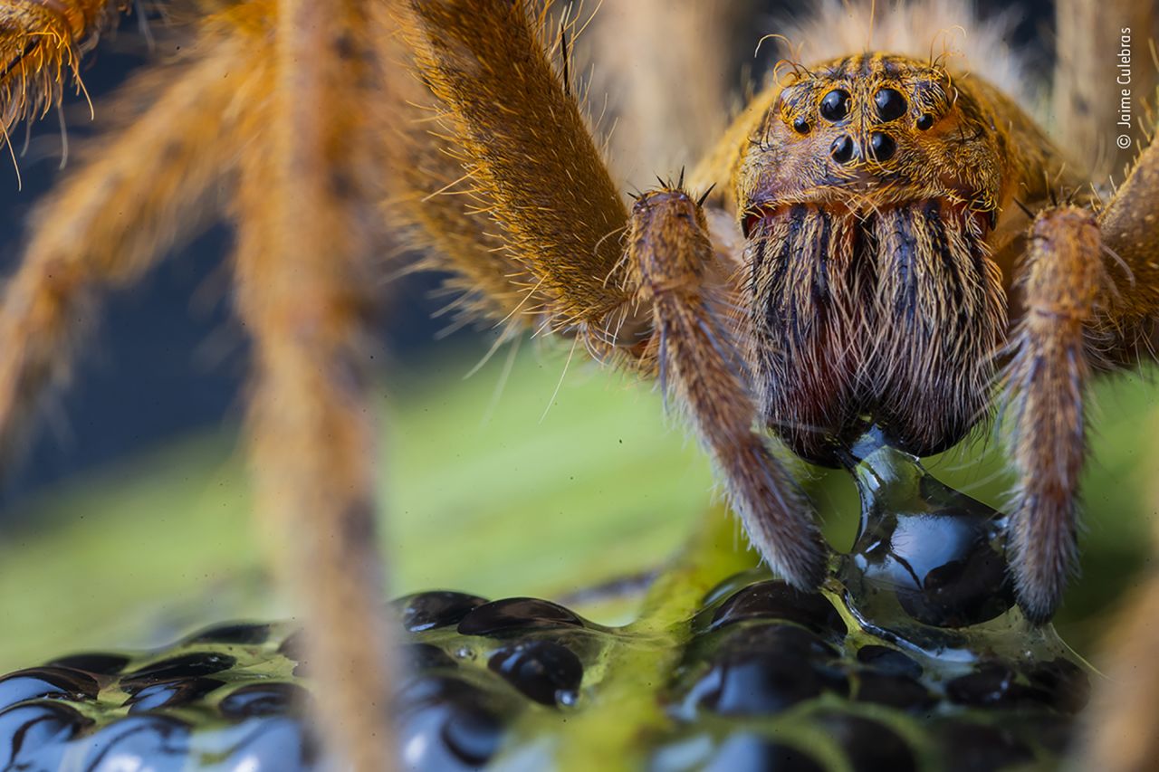 A wandering spider eats the egg of a giant glass frog in Ecuador.