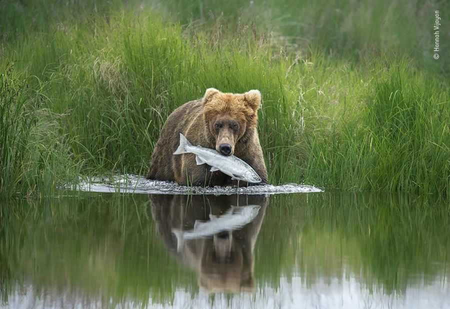 A brown bear catches a salmon in Alaska's Katmai National Park.