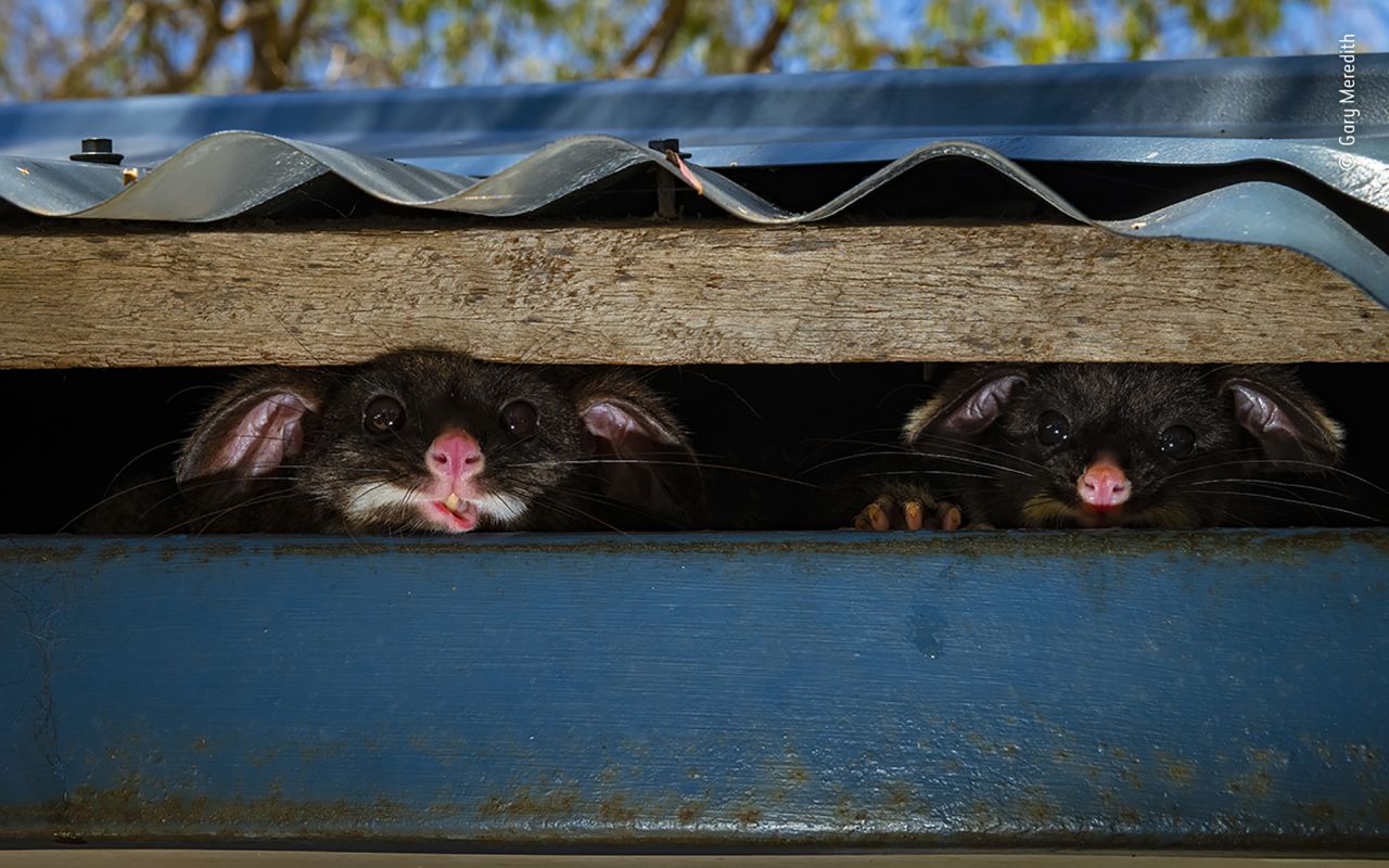 Two common brushtail possums peek out of their hiding place under the roof of a shower block in a holiday park in Yallingup, western Australia.