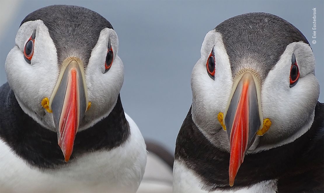 A pair of Atlantic puffins in vibrant breeding plumage pause near their nestburrowon the Farne Islands.