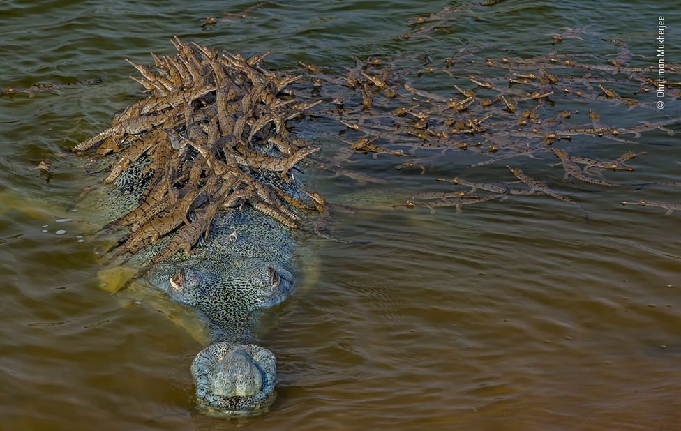A large, critically endangered male gharial carries his offspring in India. The animal is at least four meters long.