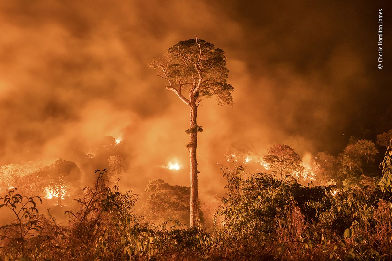 A lone tree stands against a forest fire in Maranhão, Brazil.