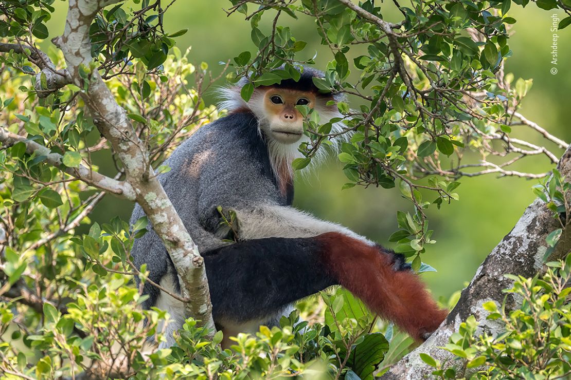 This image of a critically-endangered primate was shot by a 13-year-old.