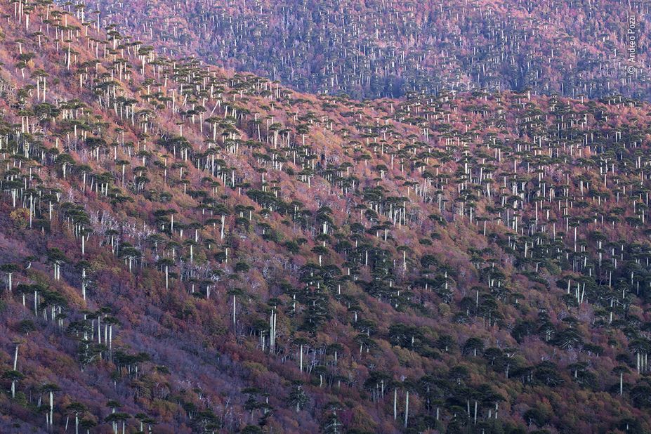 Araucaria trees in the Araucanía region of Chile.