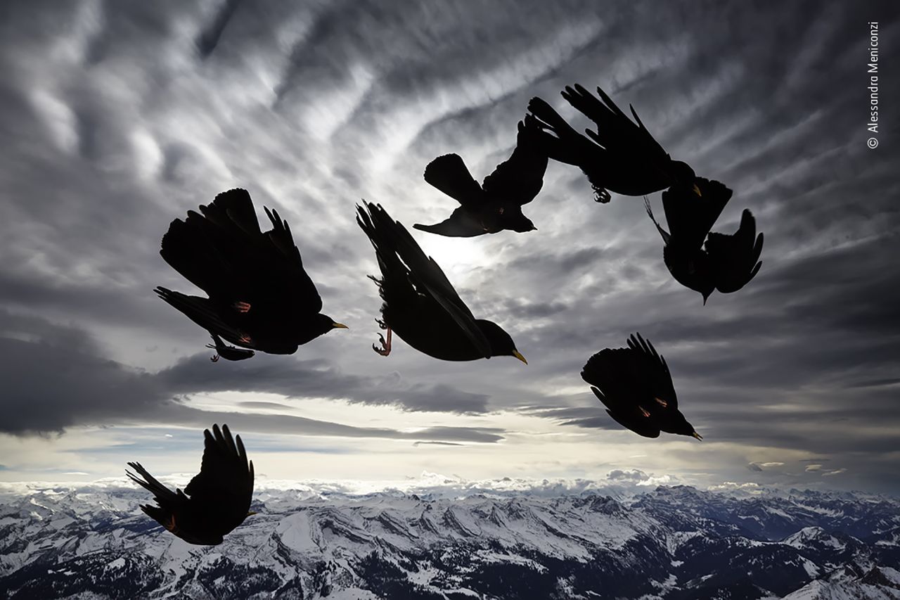 Mountain birds photographed high in the Swiss Alps.