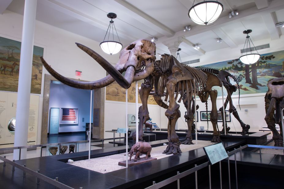This mastodon fossil is on display at the American Museum of Natural History. A new study using mastodon DNA has suggested the animals migrated many times across North America during fluctuations in climate and environment.