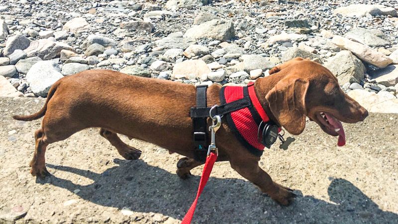 can dogs find their way home after a storm