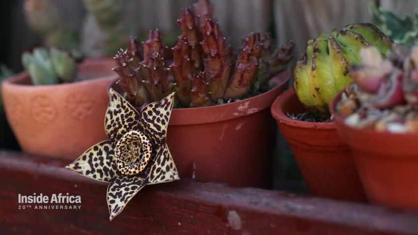 filipa domingues plant photography spc intl_00004807.jpg