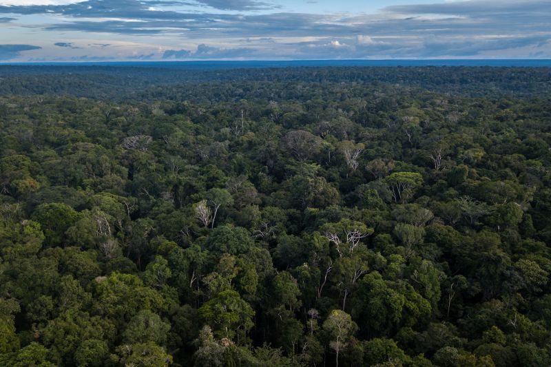 Plants could help authorities find human remains in woodland | CNN