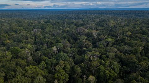 Researchers hope their research could help body recovery teams better detect human remains in large wooded areas, such as the Amazon rainforest.