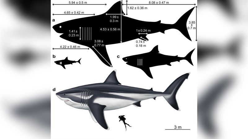 Мегалодон Википедия И Фото Его Размеры