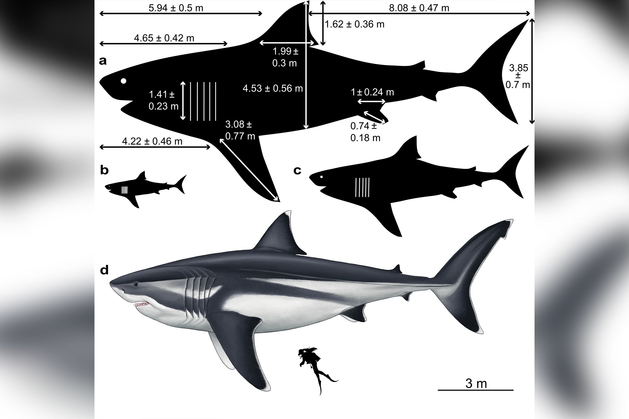 True size of the prehistoric megalodon shark revealed | CNN