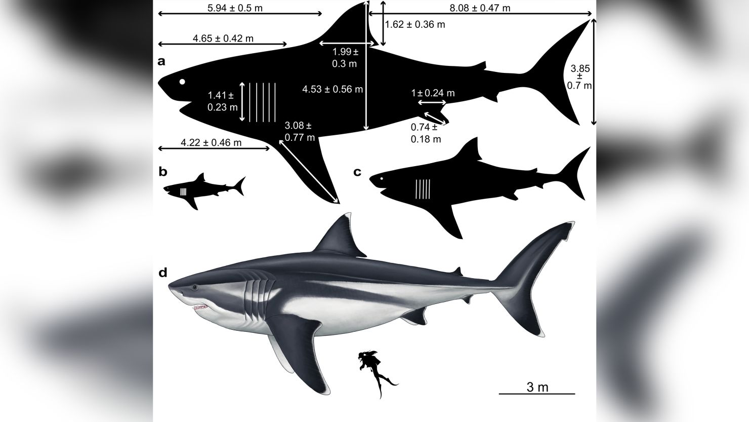 Megalodon: A shark to be feared – East Bay Times