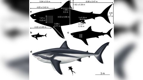 A computational reconstruction of megalodon's size and proportions at different life stages: a) 16-meter adult with 12 estimated body dimensions recorded; b) 3-meter new-born; c) 8-meter juvenile and d) artistic reconstruction of a 16-meter adult.