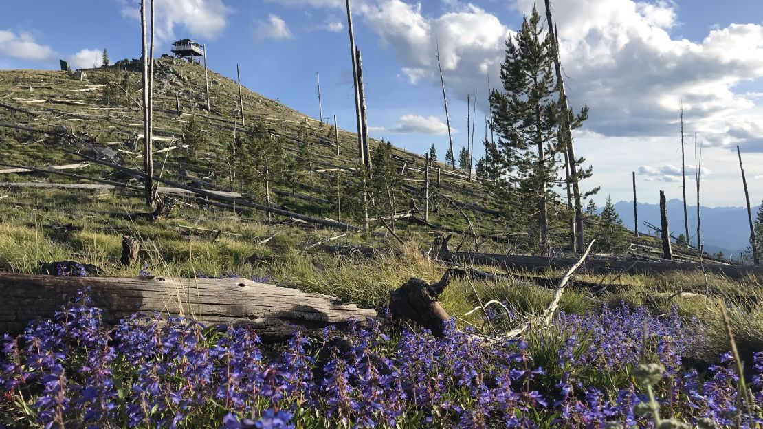 Near the Gird Point lookout in Bitteroot National Forest in Darby, Montana, there's plenty to marvel at.