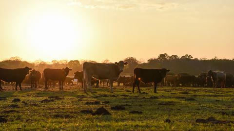 Cattle on White Oak Pastures in Bluffton, Georgia.