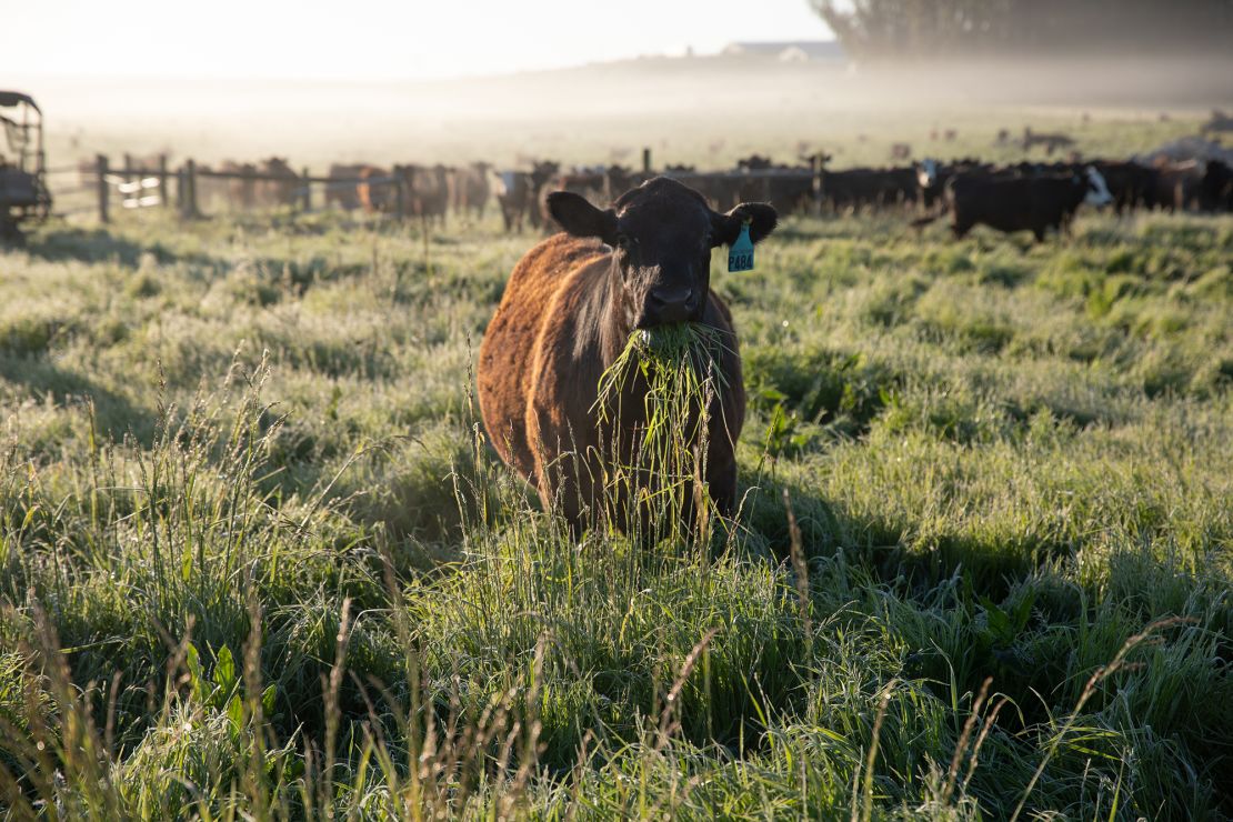 A cow munches on grass at Stemple Creek Ranch in Tomales, California.