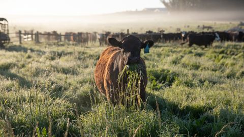 A cow munches on grass at Stemple Creek Ranch in Tomales, California.