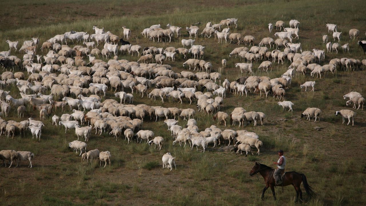 A herdsman pastures sheep on August 8, 2006 in Xilinhot of Inner Mongolia Autonomous Region, China.