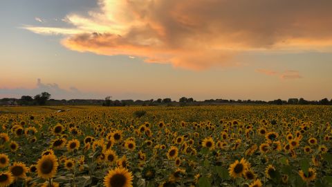 03 Thompson Farm sunflowers