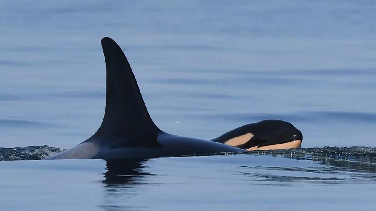 The orca Tahlequah, also known as J35, swims with her new calf in the eastern Strait of Juan de Fuca.