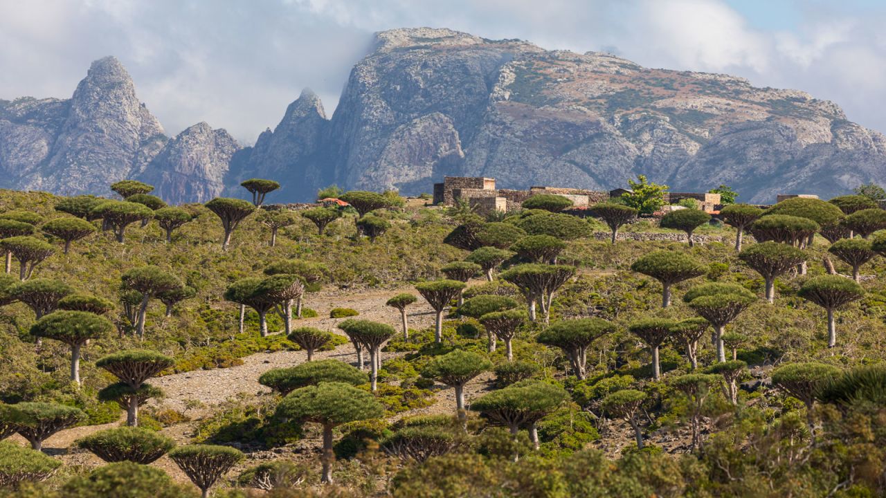 The island is filled with spectacular endemic species like the Dragon Blood Tree.