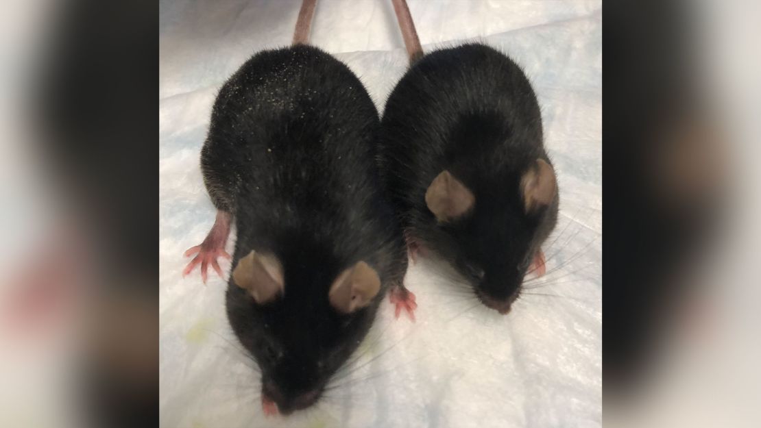 A size comparison shows the genetically modified mouse compared with a regular wild mouse.