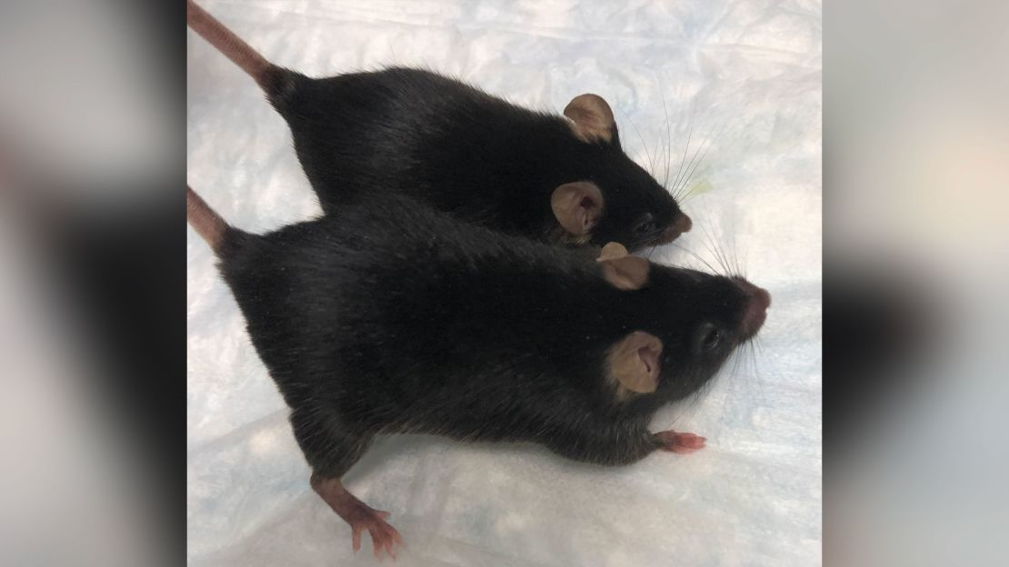 The larger mouse in this picture has been genetically modified to lack myostatin and, as a result, has larger muscles.