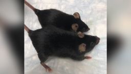 The smaller mouse is wild type; the larger mouse has been genetically modified to lack myostatin and, as a result, has larger muscles. Image credit: Se-Jin Lee.