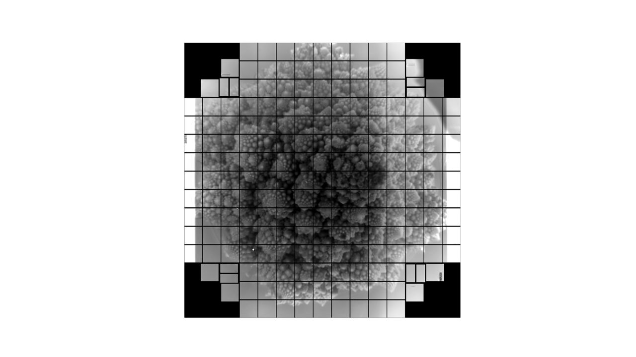 This image of Romanesco was taken using the focal plane of the LSST camera. Romanesco was chosen because of its immense detail, which this camera was designed to capture.