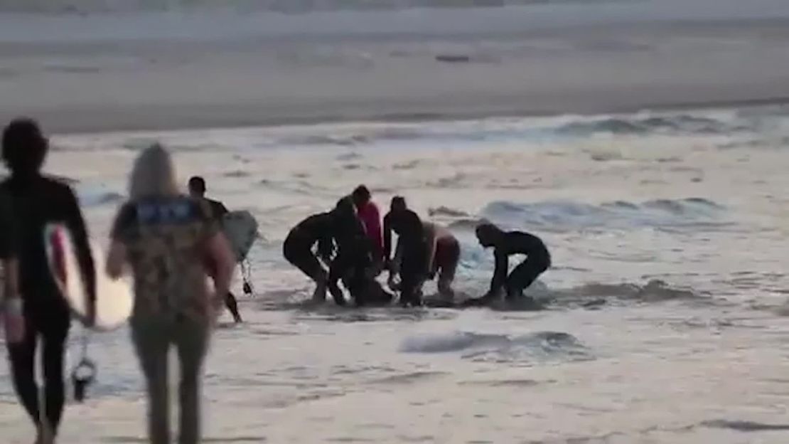 A shark killed an Australian surfer at a popular Gold Coast beach