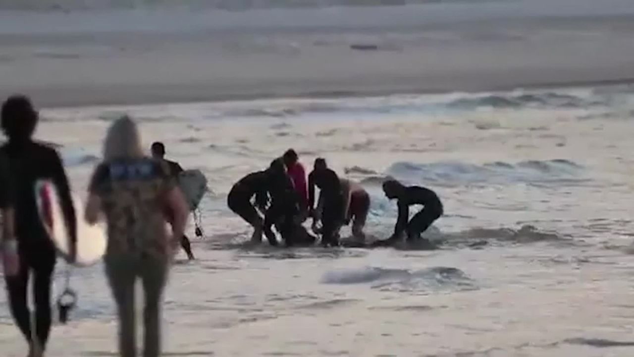 People rushed to bring the shark bite victim to shore after the attack.