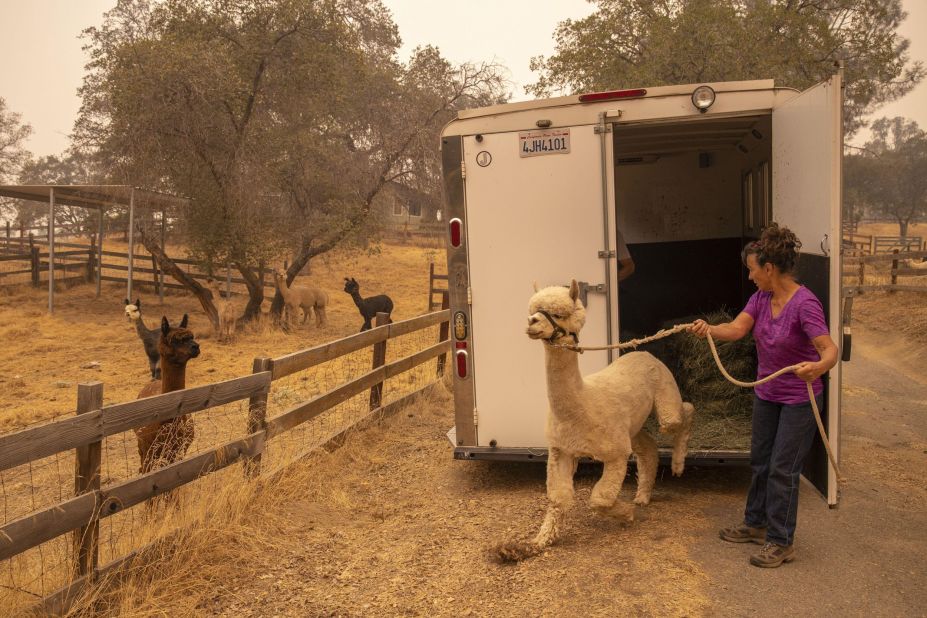 Lisa Theis unloads the last of her 44 alpacas after she evacuated her ranch in North Fork, California.