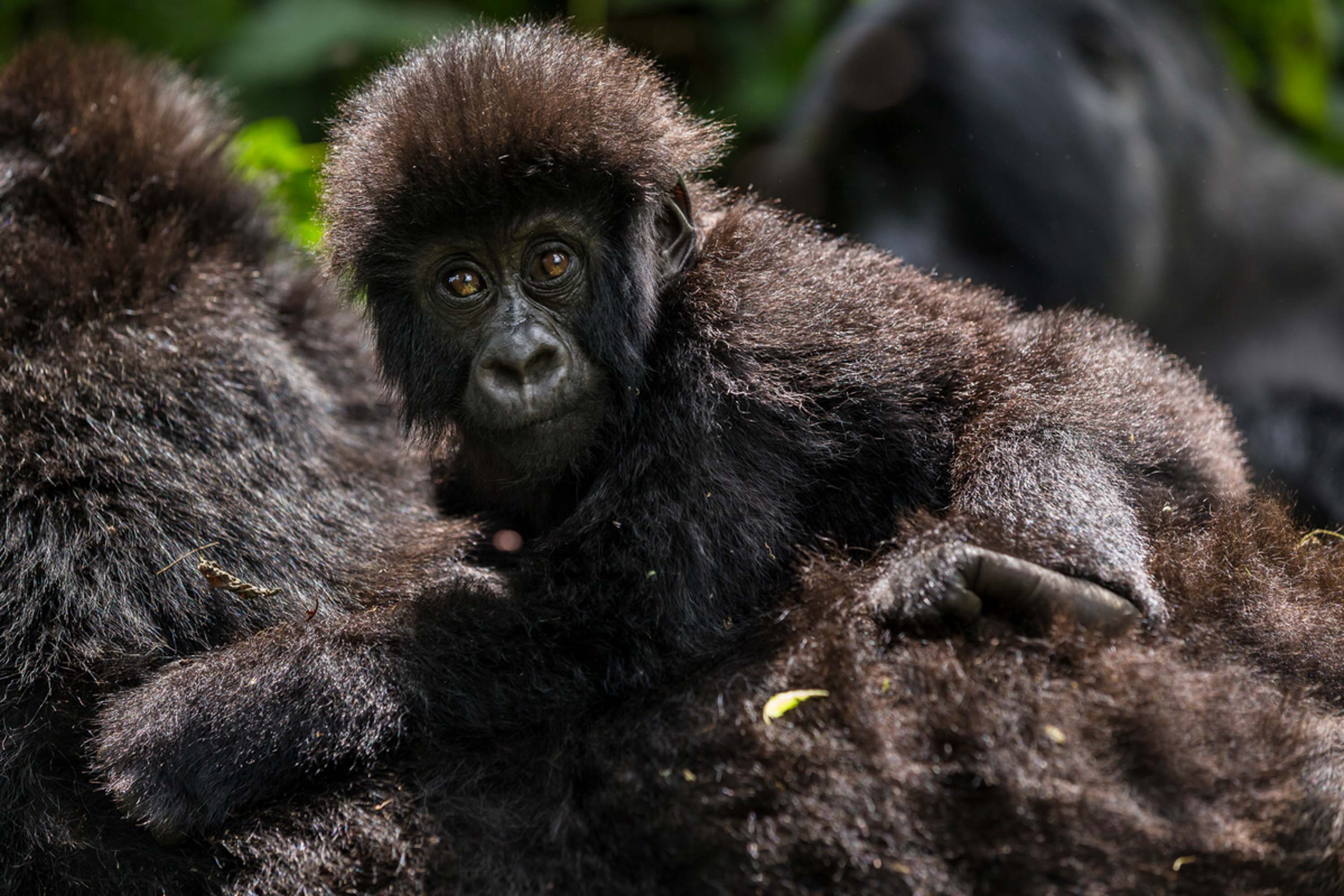 75% Off Gorilla Gadgets COUPON CODE ⇨ December 2023